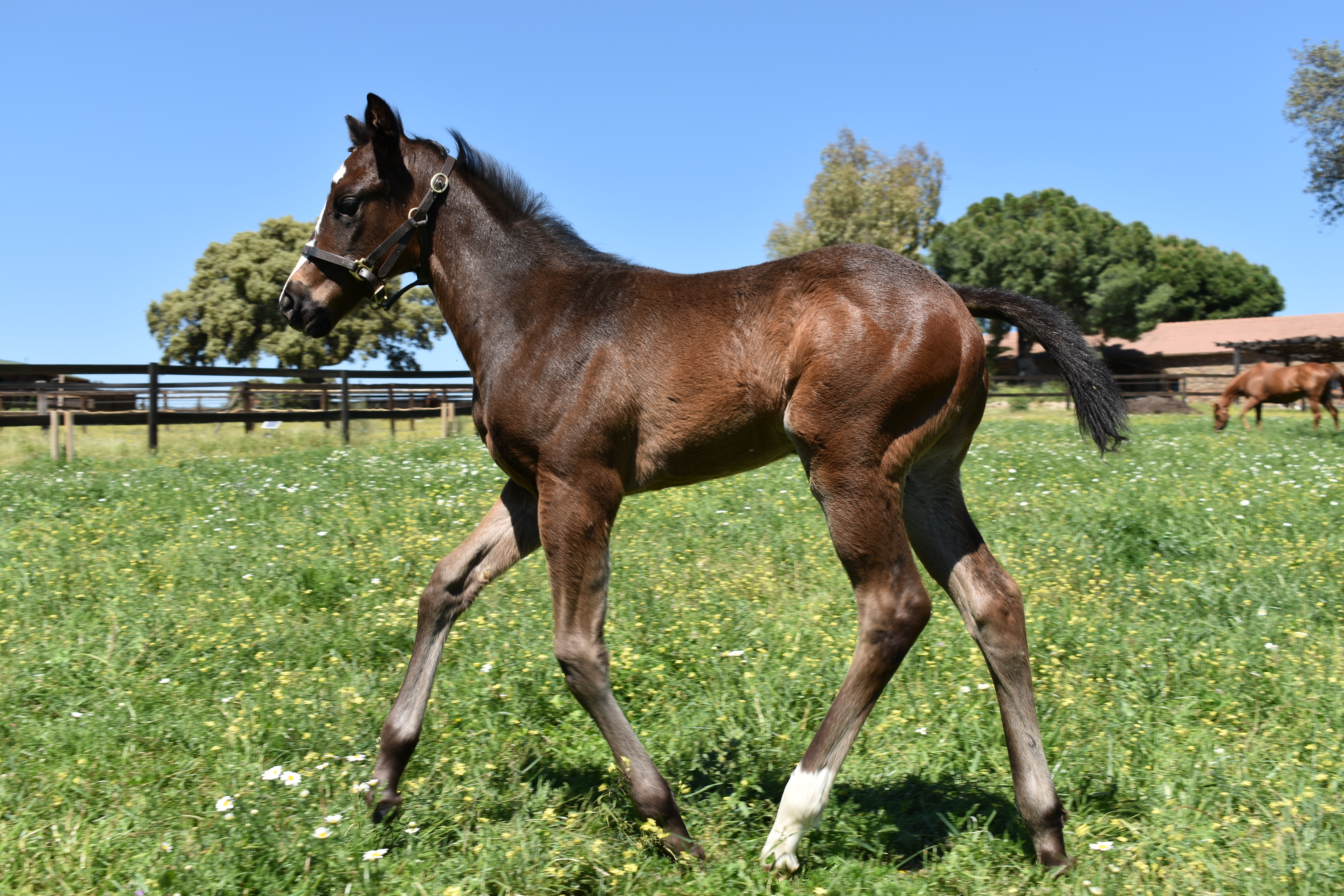 BOW CREEK X LADY MOON