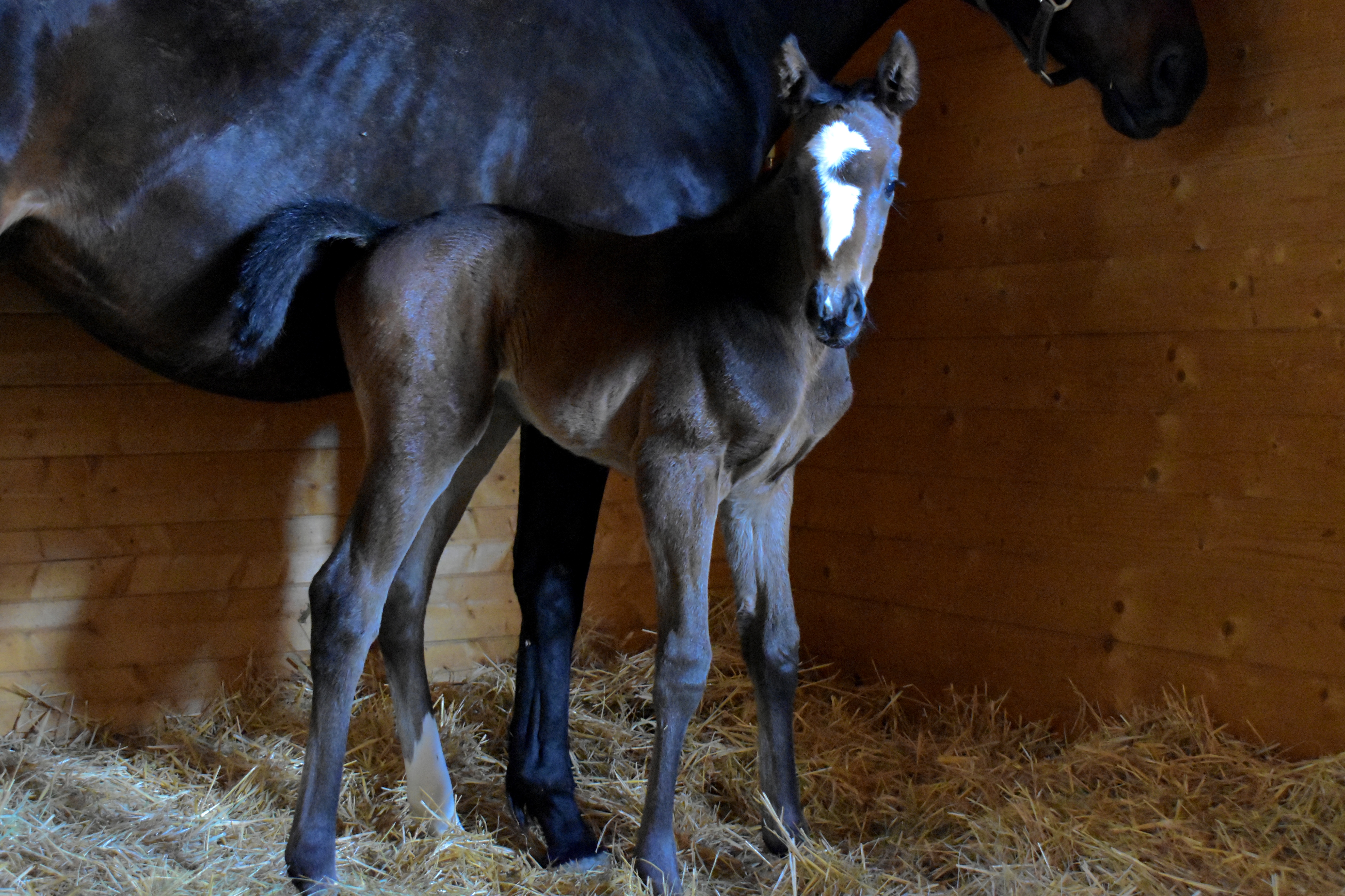 BOW CREEK X STARLIGHT MYSTERY